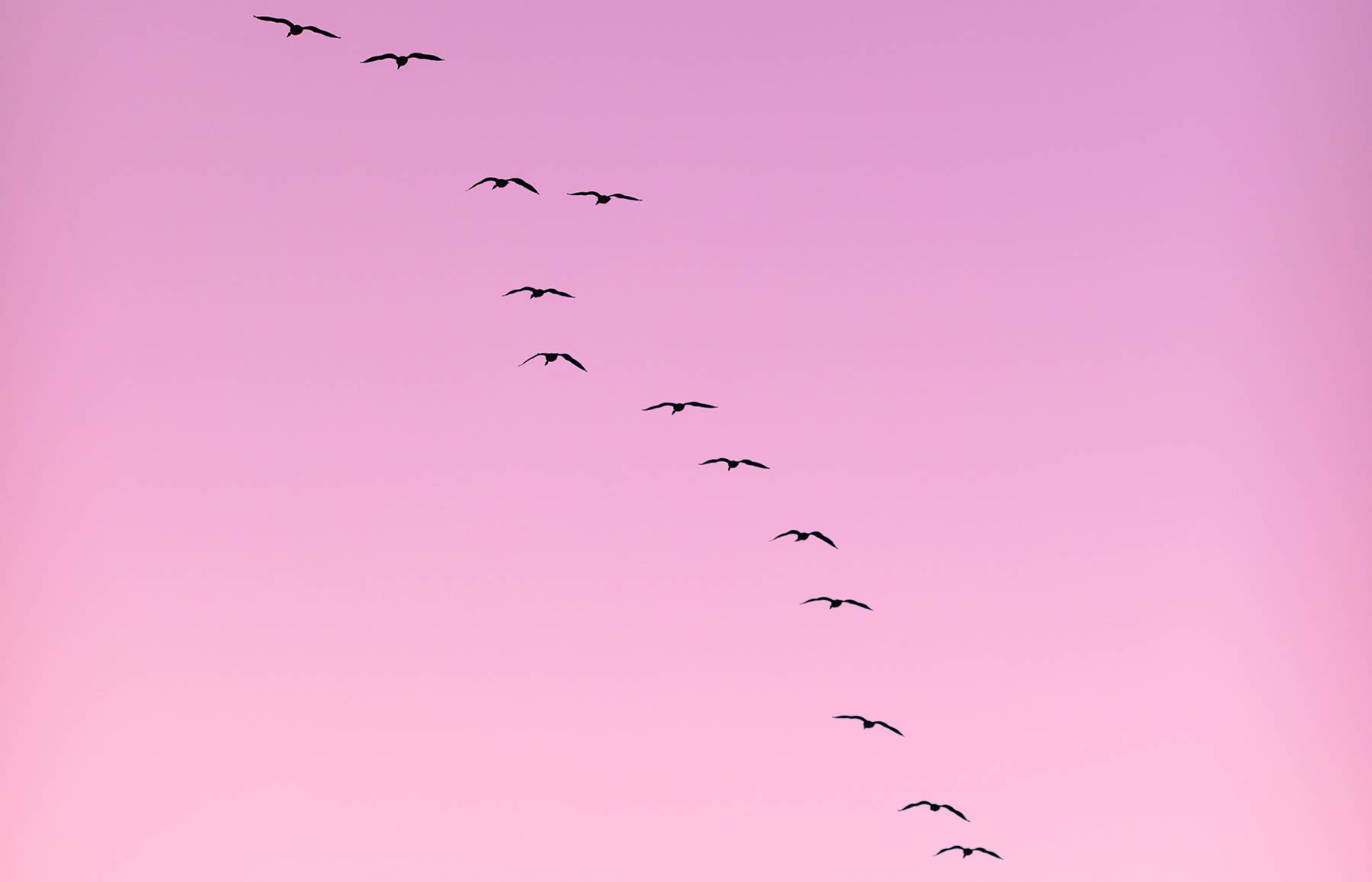 Migration patterns of birds explained